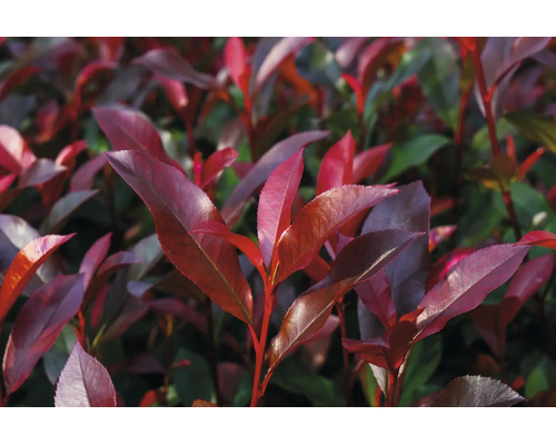 Glanzmispel Photinia mit roten Blättern.