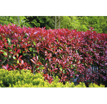 Dichte Glanzmispel-Hecke Red Robin mit leuchtend rotem Blattaustrieb in einem Garten.
