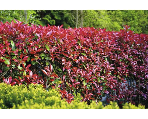 Dichte Glanzmispel-Hecke Red Robin mit leuchtend rotem Blattaustrieb in einem Garten.