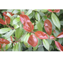 Nahaufnahme einer Glanzmispel Photinia mit glänzenden roten und grünen Blättern.