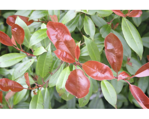 Nahaufnahme einer Glanzmispel Photinia mit glänzenden roten und grünen Blättern.