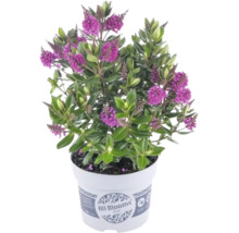 Strauchveronika Hebe mit violetten Blüten im weißen Kunststofftopf mit All Blooms Logo.