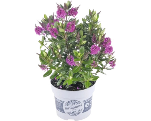 Strauchveronika Hebe mit violetten Blüten im weißen Kunststofftopf mit All Blooms Logo.