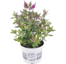 Strauchveronika Hebe All Blooms im Topf mit violetten Blüten.
