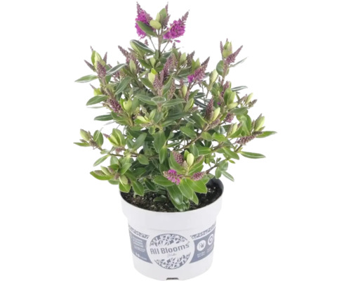 Strauchveronika Hebe All Blooms im Topf mit violetten Blüten.
