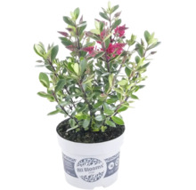 Strauchveronica Hebe All Blooms mit grünen Blättern und rosa Blütenähren in einem weißen Kunststofftopf.