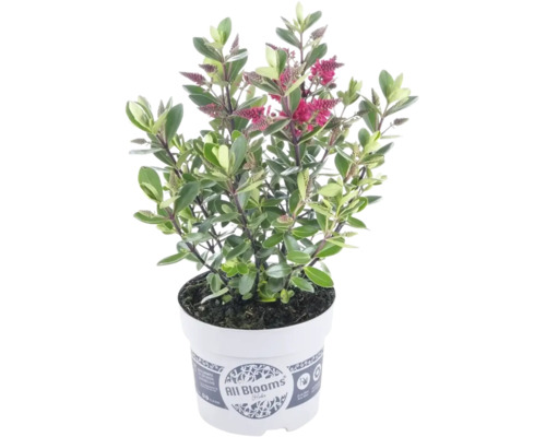 Strauchveronica Hebe All Blooms mit grünen Blättern und rosa Blütenähren in einem weißen Kunststofftopf.
