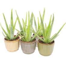 Aloe Vera Zimmerpflanzen in dekorativen, geriffelten Keramiktöpfen.