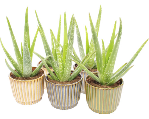 Aloe Vera Zimmerpflanzen in dekorativen, geriffelten Keramiktöpfen.