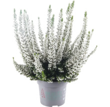 Besenheide Calluna vulgaris mit weißen Blüten im Topf.