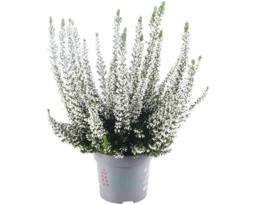 Besenheide Calluna vulgaris mit weißen Blüten im Topf.