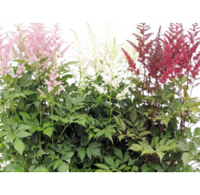 Blühende Prachtspiere Astilbe in verschiedenen Farben mit grünem Laub.