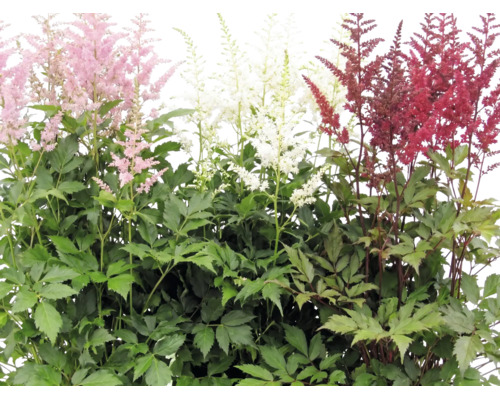 Blühende Prachtspiere Astilbe in verschiedenen Farben mit grünem Laub.