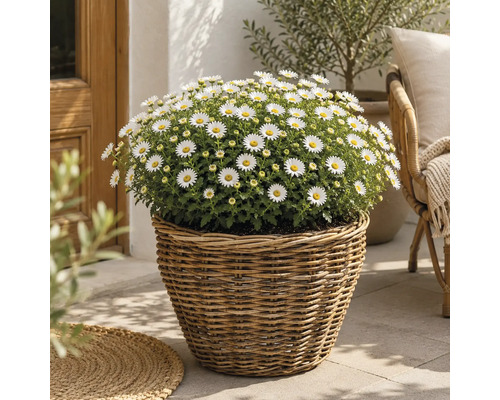 Ein runder Pflanzkorb aus Weidengeflecht mit blühenden weißen Margeriten auf einer hellen Terrasse.