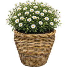 Margerite im Rattankorb, blühende Pflanze mit weißen Blüten und gelber Mitte.