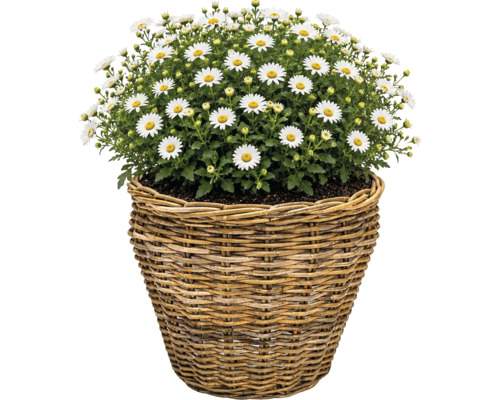Margerite im Rattankorb, blühende Pflanze mit weißen Blüten und gelber Mitte.