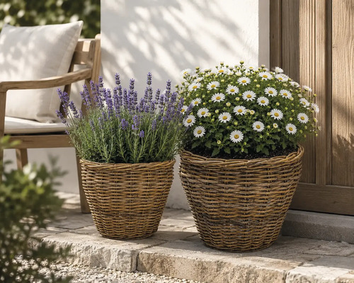 Zwei geflochtene Pflanzkörbe aus Weide auf einer Steinterrasse vor einer Hauswand, bepflanzt mit Lavendel und weißen Margeriten.