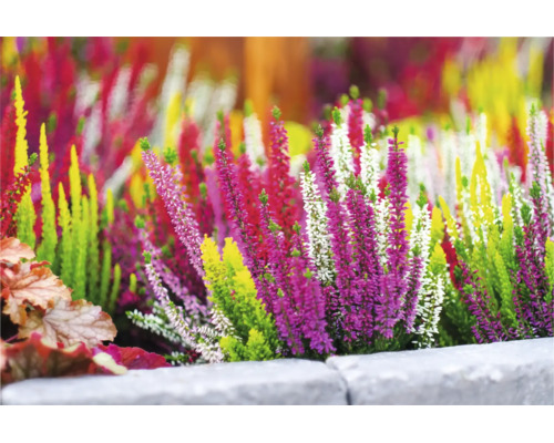 Blühende Besenheide Calluna vulgaris in verschiedenen Farben hinter einer Steineinfassung im Garten.