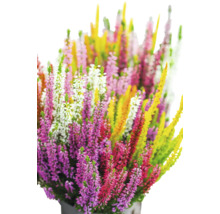 Blühende Besenheide Calluna vulgaris in verschiedenen Farben in einem Topf.