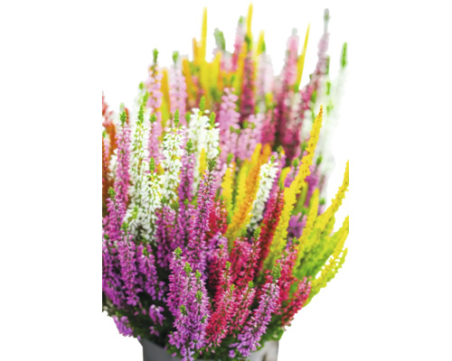 Blühende Besenheide Calluna vulgaris in verschiedenen Farben in einem Topf.
