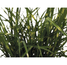 Ziergras Chinaschilf Zebrinus mit langen, schmalen Blättern und waagerechten hellen Streifen.