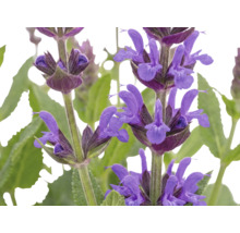 Nahaufnahme von violetten Blütenständen des Steppensalbeis mit grünen Blättern.