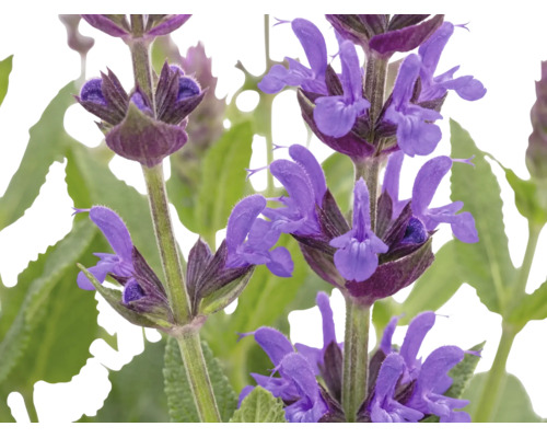 Nahaufnahme von violetten Blütenständen des Steppensalbeis mit grünen Blättern.