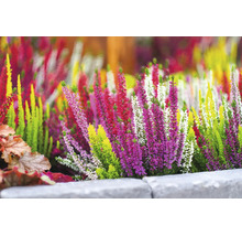 Bunt blühende Heidekraut-Pflanzen (Calluna vulgaris) in einem Gartenbeet mit Steineinfassung.