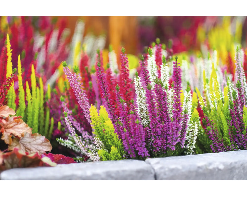 Bunt blühende Heidekraut-Pflanzen (Calluna vulgaris) in einem Gartenbeet mit Steineinfassung.
