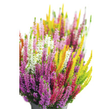 Besenheide Calluna vulgaris in verschiedenen Farben