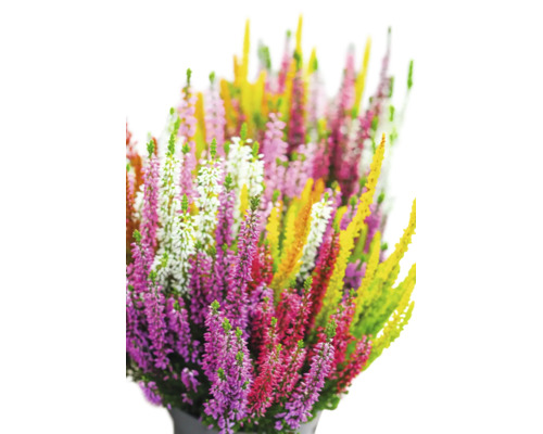 Besenheide Calluna vulgaris in verschiedenen Farben