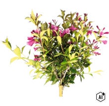 Weigelie mit grün-gelb panaschierten Blättern und rosa Blüten, Zierstrauch als Hochstamm. (Image AI modified or generated)