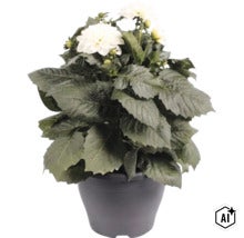 Dahlie mit weißen Blüten und grünen Blättern in einem dunklen Topf. (Image AI modified or generated)