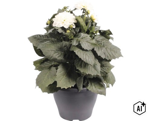 Dahlie mit weißen Blüten und grünen Blättern in einem dunklen Topf. (Image AI modified or generated)