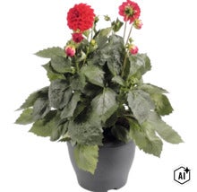 Dahlie mit roten Blüten und grünen Blättern in einem grauen Kunststofftopf. (Image AI modified or generated)