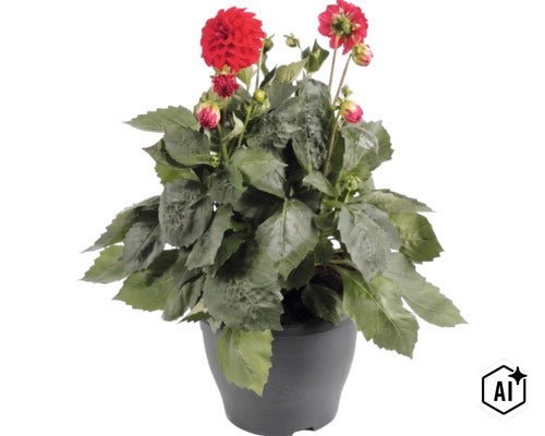 Dahlie mit roten Blüten und grünen Blättern in einem grauen Kunststofftopf. (Image AI modified or generated)