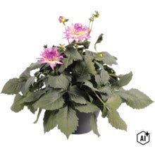 Dahlie (Dahlia hybrida) im schwarzen Kunststofftopf mit violett-rosa Blüten und dichtem grünen Laub. (Image AI modified or generated)