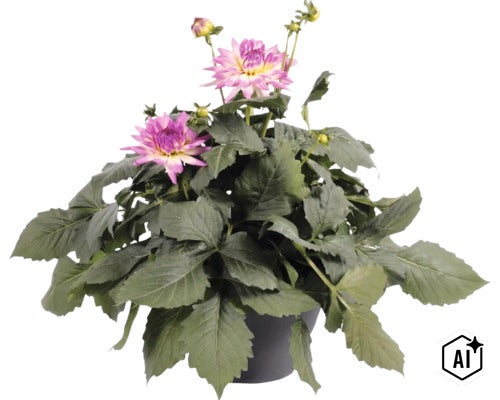 Dahlie (Dahlia hybrida) im schwarzen Kunststofftopf mit violett-rosa Blüten und dichtem grünen Laub. (Image AI modified or generated)