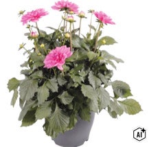 Blühende Dahlie im Topf mit rosa Blüten und grünen Blättern. (Image AI modified or generated)