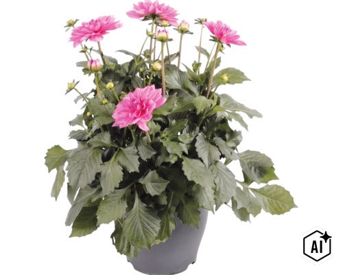 Blühende Dahlie im Topf mit rosa Blüten und grünen Blättern. (Image AI modified or generated)