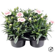 Nelke Dianthus im Sechserpack mit weiß-roten Blüten und grünem Laub. (Image AI modified or generated)