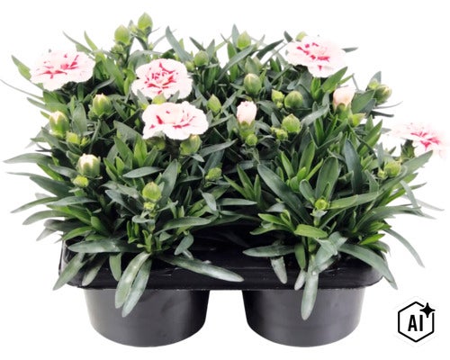 Nelke Dianthus im Sechserpack mit weiß-roten Blüten und grünem Laub. (Image AI modified or generated)
