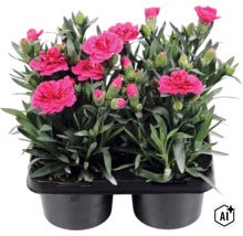 Nelken mit pinkfarbenen Blüten und Knospen in schwarzen Kunststofftöpfen. (Image AI modified or generated)