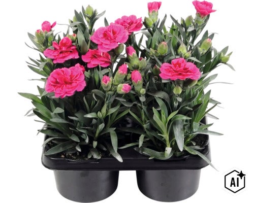 Nelken mit pinkfarbenen Blüten und Knospen in schwarzen Kunststofftöpfen. (Image AI modified or generated)