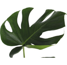 Großes, charakteristisches Blatt einer Monstera deliciosa Fensterblatt Pflanze.