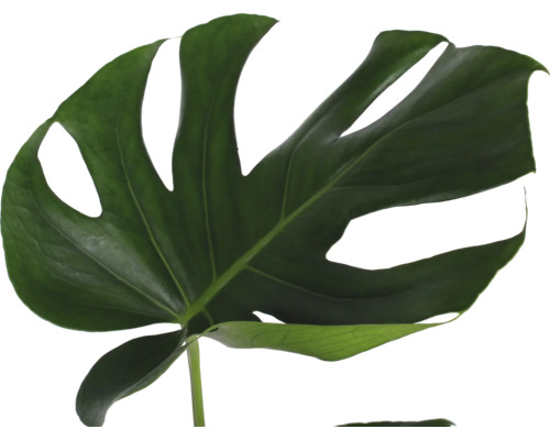 Großes, charakteristisches Blatt einer Monstera deliciosa Fensterblatt Pflanze.