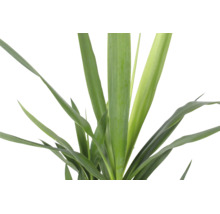 Nahaufnahme einer Yucca-Palme mit langen, spitzen grünen Blättern.