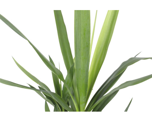 Nahaufnahme einer Yucca-Palme mit langen, spitzen grünen Blättern.