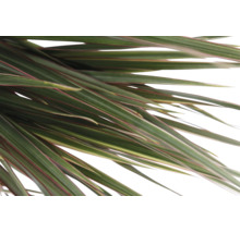 Nahaufnahme der langen, schmalen Blätter einer Dracaena-Zimmerpflanze.