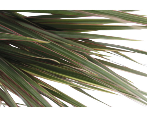 Nahaufnahme der langen, schmalen Blätter einer Dracaena-Zimmerpflanze.